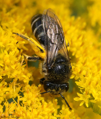 Colletes simulans armatus