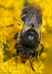 Colletes simulans armatus