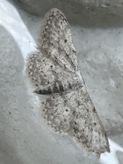 Idaea seriata