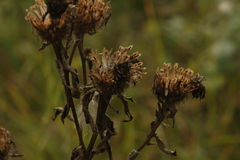 Centaurea phrygia pseudophrygia