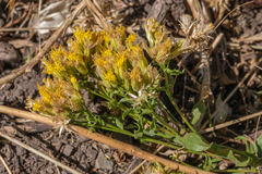 Chrysothamnus viscidiflorus