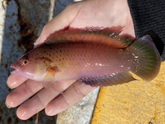 Austrolabrus maculatus