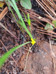 Hypoxis hirsuta