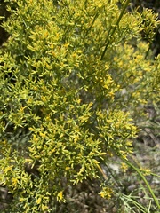 Gutierrezia microcephala
