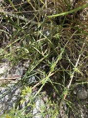 Gutierrezia microcephala