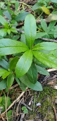 Chimaphila umbellata