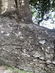 Coccoloba barbadensis