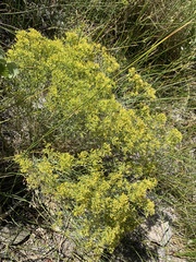 Gutierrezia microcephala