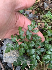 Coptis aspleniifolia