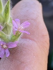 Epilobium densiflorum