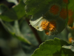 Cronartium ribicola