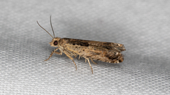 Crocidosema plebejana