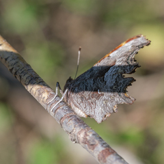 Polygonia gracilis