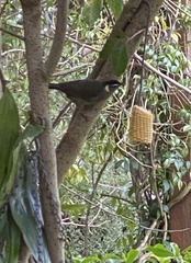 Meliphaga lewinii