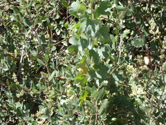 Cronartium ribicola