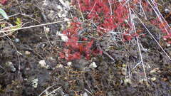 Drosera peltata