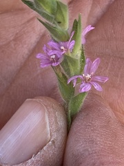 Epilobium densiflorum