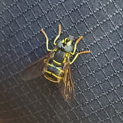 Chrysotoxum