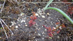 Drosera peltata