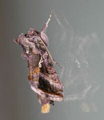 Autographa precationis