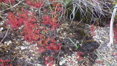Drosera peltata
