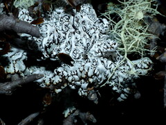 Parmelioideae