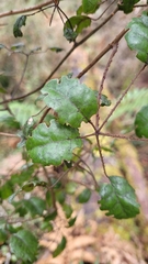 Rubus australis