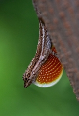 Anolis nebulosus
