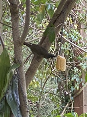 Meliphaga lewinii