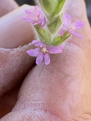 Epilobium densiflorum