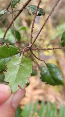 Rubus australis