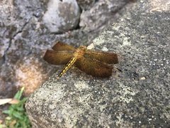 Neurothemis taiwanensis