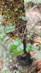 Rubus australis