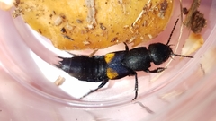 Platydracus fossator