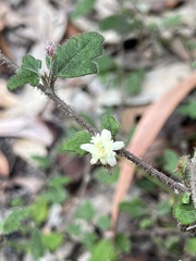 Xanthosia pilosa