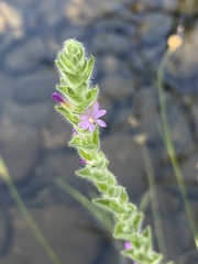 Epilobium densiflorum