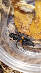 Platydracus fossator