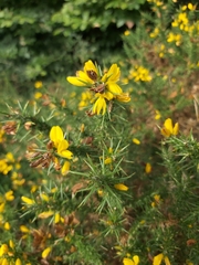 Ulex europaeus