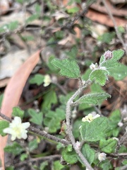 Xanthosia pilosa