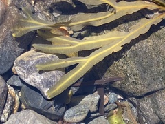 Fucus distichus