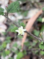 Xanthosia pilosa