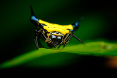 Actinacantha globulata