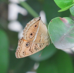 Junonia almana