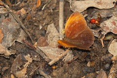 Faunis eumeus