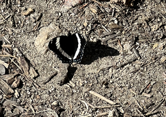 Limenitis arthemis arthemis