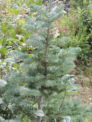 Abies lasiocarpa