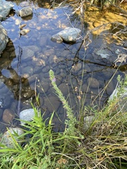 Epilobium densiflorum