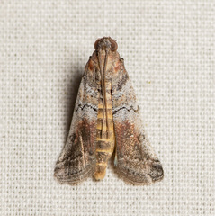 Chararica hystriculella