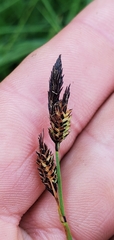 Carex lenticularis