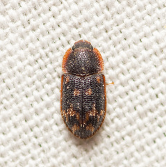 Eucicones marginalis